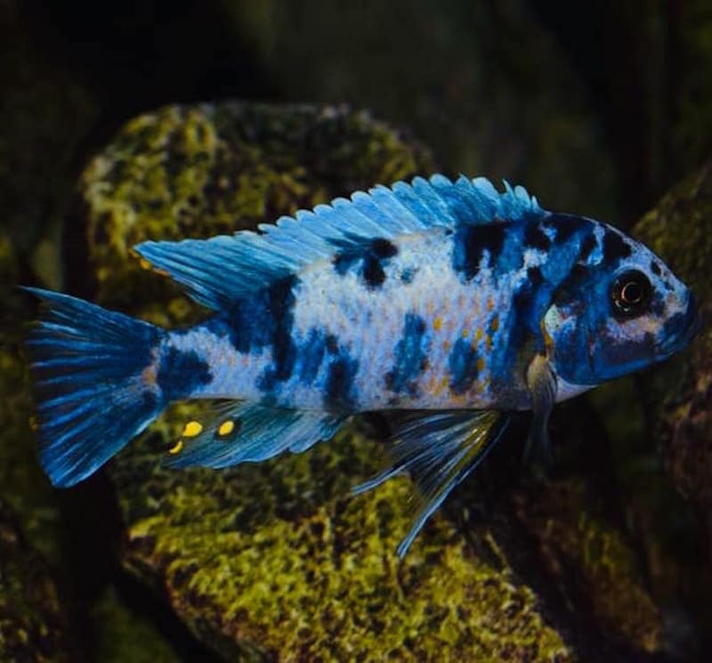 Maylandia zebra 'Masinje'